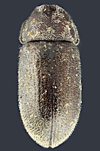 Réf. 343 282 : Cis villosulus